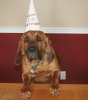 Webb in Birthday Cap Webb in Birthday Cap
